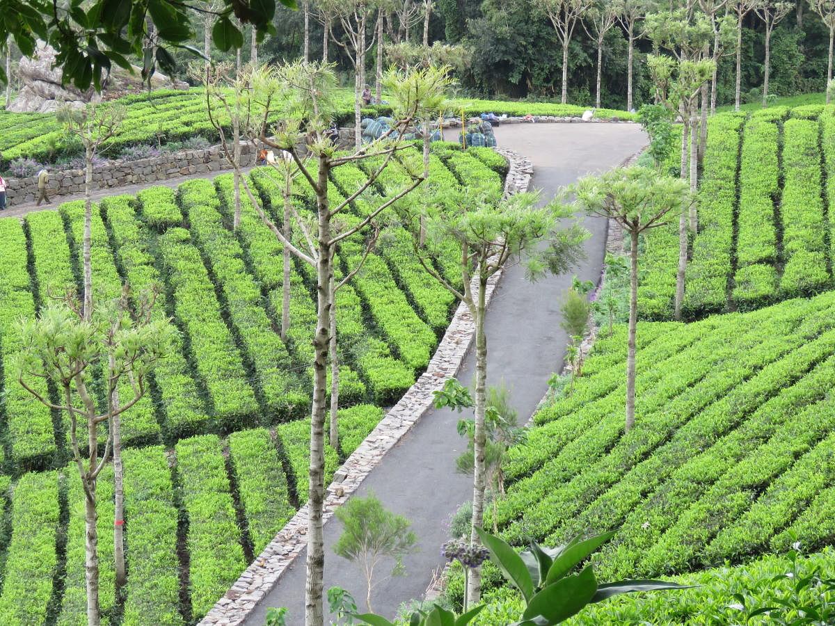 Tea gardens in Kotagiri