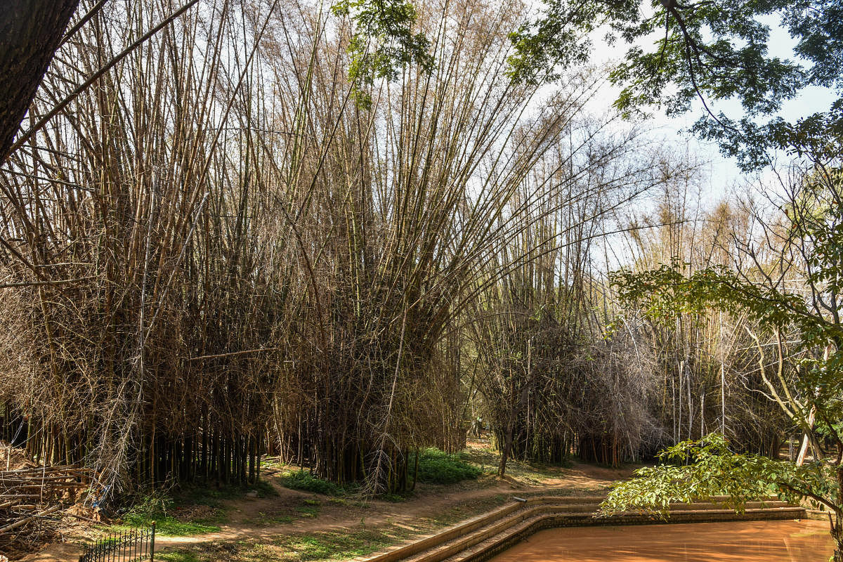 Dry Bamboos at Sri Chamarajendra Park (Cubbon Park) in Bengaluru on Friday. DH Photo /S K Dinesh