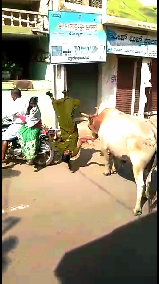 A bull belonging to Kottureshwara Temple goes on a rampage and tosses a woman into the air in Kottur, Ballari district.