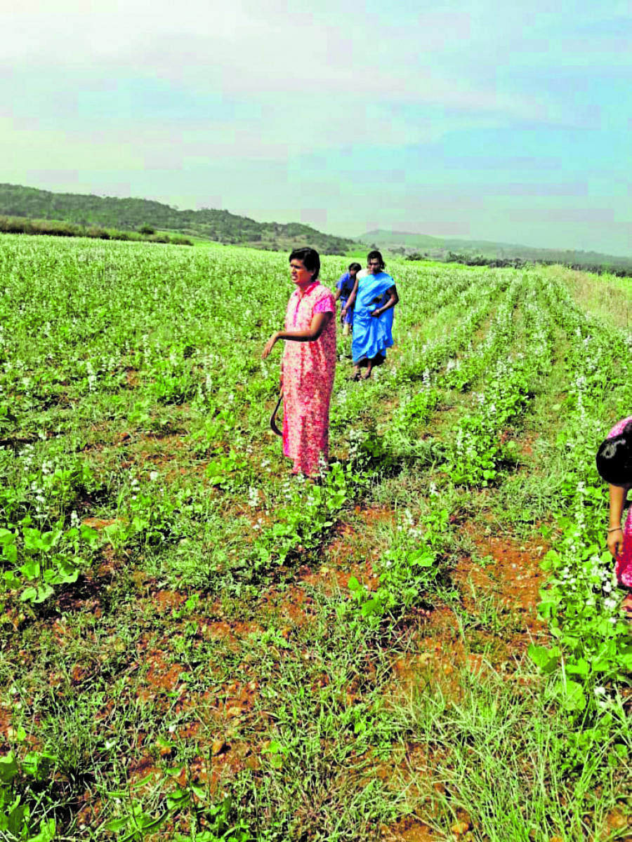 Transgenders engage in farming at Udeva village of Lingadahalli in Tarikere taluk.