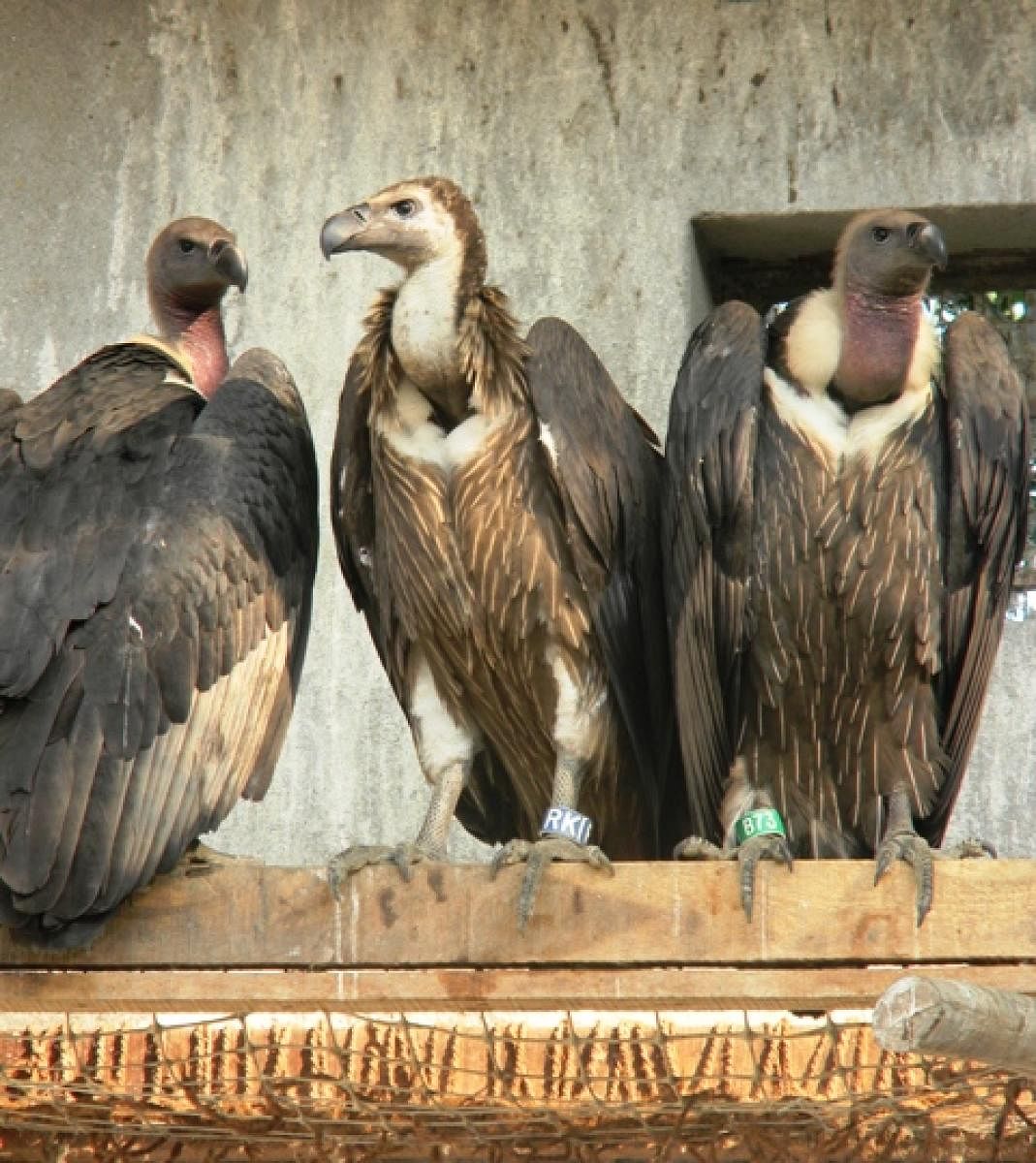 White-backed vultures at the captive breeding centre in Rani, Assam. Photo/BNHS