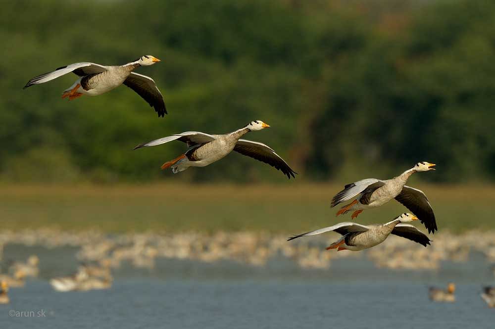 Medical reports have confirmed that pesticides used by green-gram farmers around the famous Magadi lake in Shirahatti taluk of Gadag district has resulted in the death of at least four bar-headed geese, a migratory bird from Mongolia. Photo credit, Dr S K Arun
