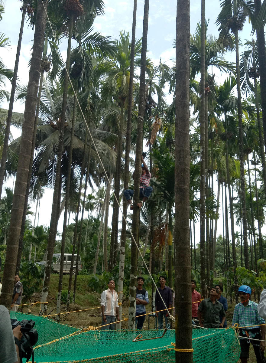 A demonstration on climbing arecanut tree was held as a part of training for arecanut tree climbers — Adike Kaushalya Pade — organised jointly by Campco, ICAR-CPCRI and the University of Agricultural and Horticultural Sciences, Shivamogga, at the CPCRI Regional Station at Vittal on Wednesday.