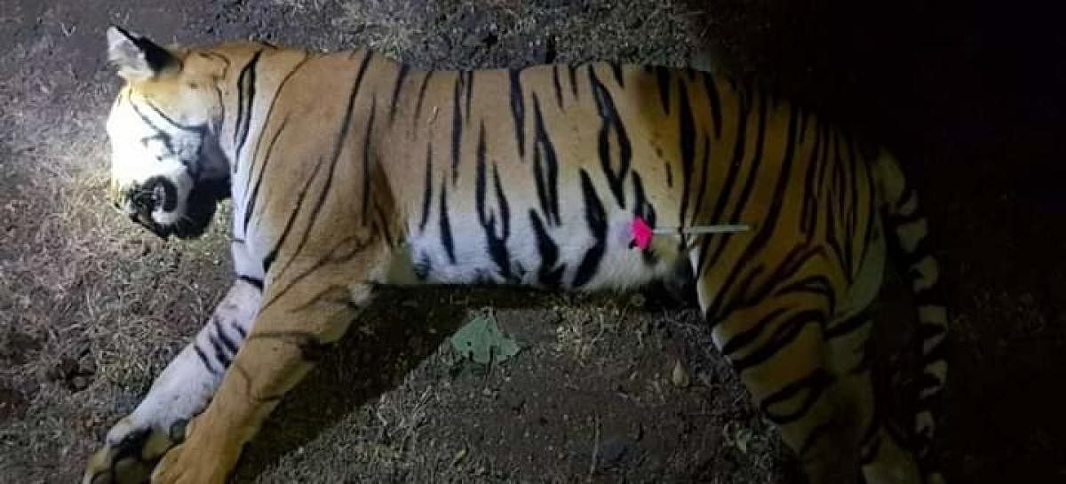 The report blamed poor capture techniques and lack of trained manpower for a delay of one year that ultimately saw the tigress gunned down after procedural lapses.