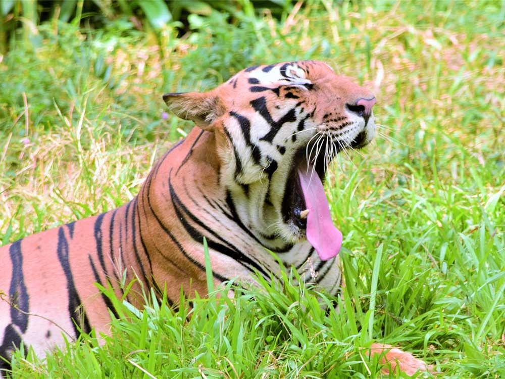 As per a 2014 assessment, India has the highest number of tigers in the world at 2,226, according to the website of the Ministry of Environment, Forest and Climate Change. File photo