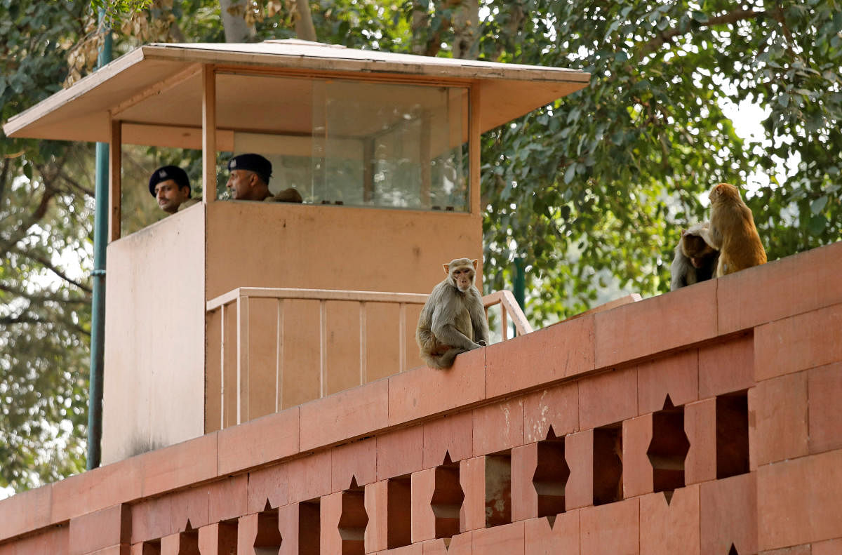 Monkeys sit atop a wall next to a security personnel keeping guard, at India's Parliament premises in New Delhi, India, November 15, 2018. Picture taken November 15, 2018. REUTERS/Anushree Fadnavis
