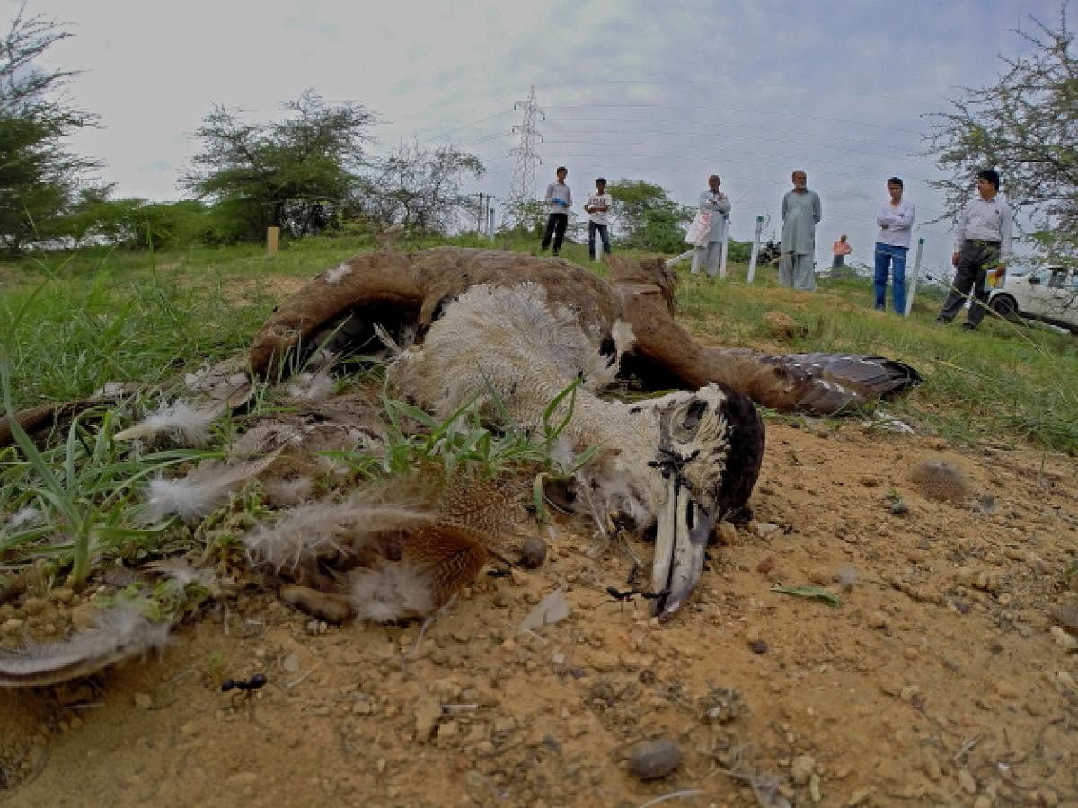 A GIB that collided with high-tension power lines and was electrocuted near the Kutch Bustard Sanctuary in Gujarat.