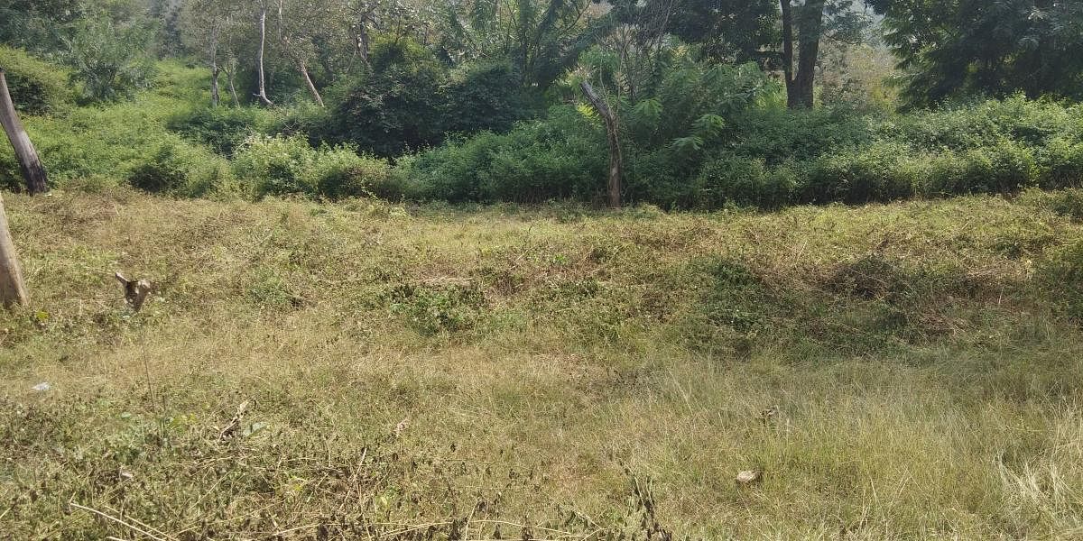 Bushes and weeds have been cleared to draw fire lines at Bandipur Tiger Reserve in Gundlupet taluk, Chamarajanagar district. DH photo