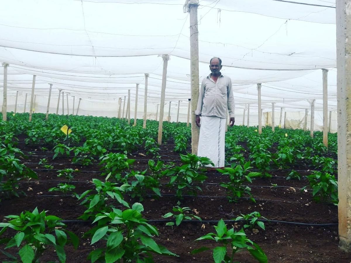 Parameshwarappa with his plants inside a polyhouse at Devanoor village in Kadur.