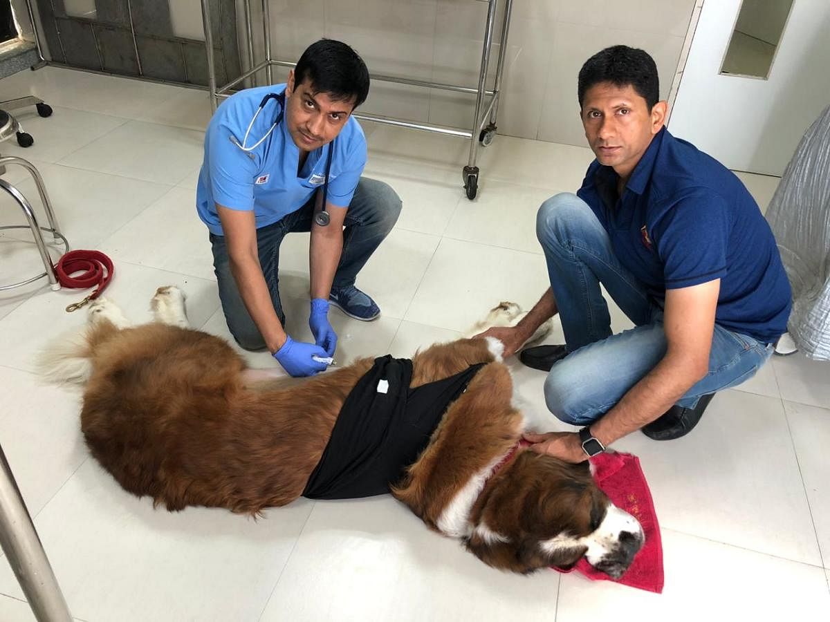 Dr Ramesh Jangra, senior Veterinary surgeon, Cessna Lifeline Veterinary Hospital performed gastropexy on eight-year-old
