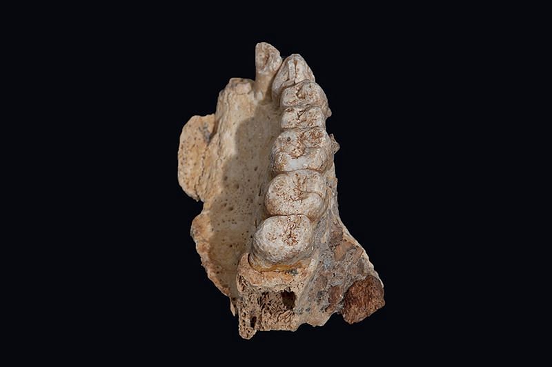 The upper jaw and teeth, found in an Israeli cave, are thought to be the earliest evidence of Homo sapiens outside Africa.Credit: Israel Hershkovitz, Tel Aviv Univ.
