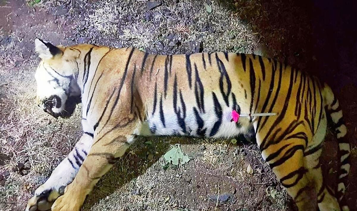 Five days after tigress Avni was shot dead, the Maharashtra government has ramped up efforts to secure her cubs. PTI file photo