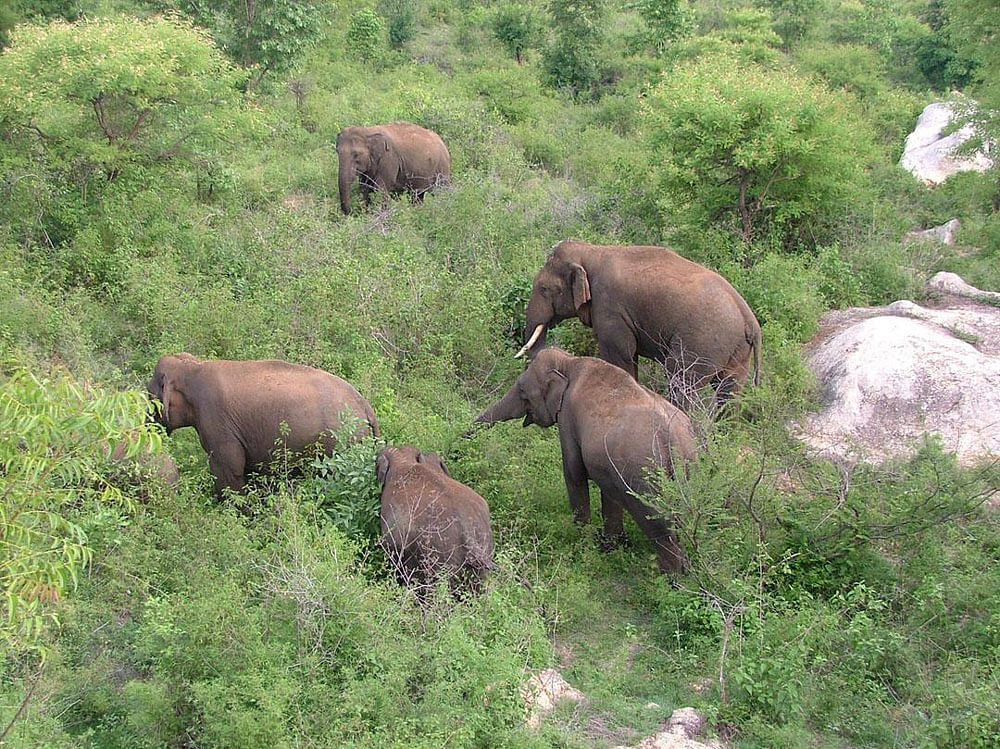 Karnataka has the highest number of elephants in the country (with more than 6,000 in number), the chief minister said adding that experts from other states may be called in, if need be, to help to find a solution for the issue. (File Photo)