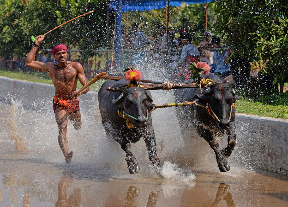 A DH file photo of the Jodukare Kambala organised at Vamanjoor, Dakshina Kannada.