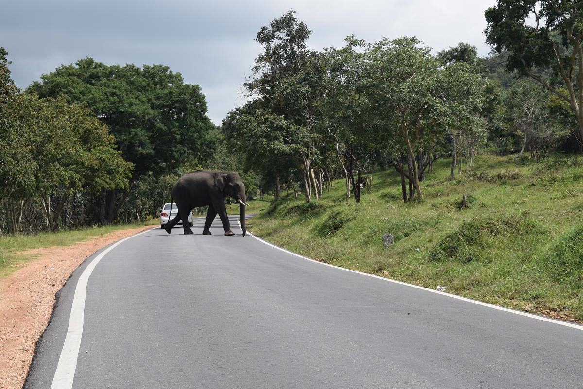 The elephant corridors in the Nilgiris is comprised of 22.64 km length and 1.5 km breadth. Representation photo