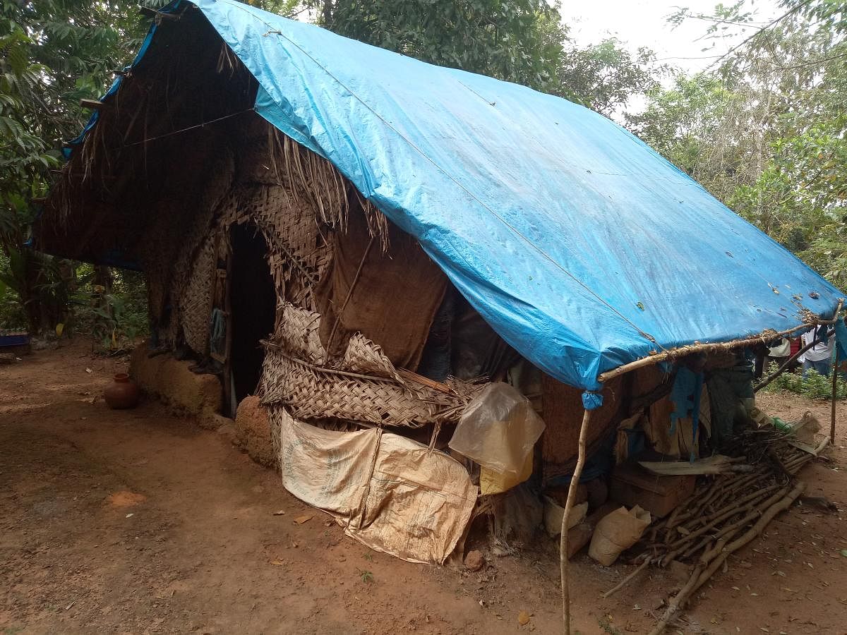 The thatched roof house of Janaki at Kaikara under Olamogru Gram Panchayat limits.