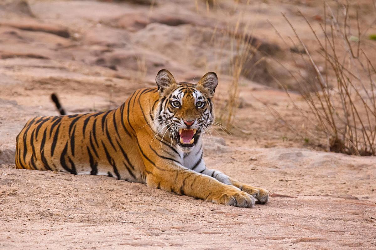 A tiger cub in Bandhavgarh Tiger Reserve