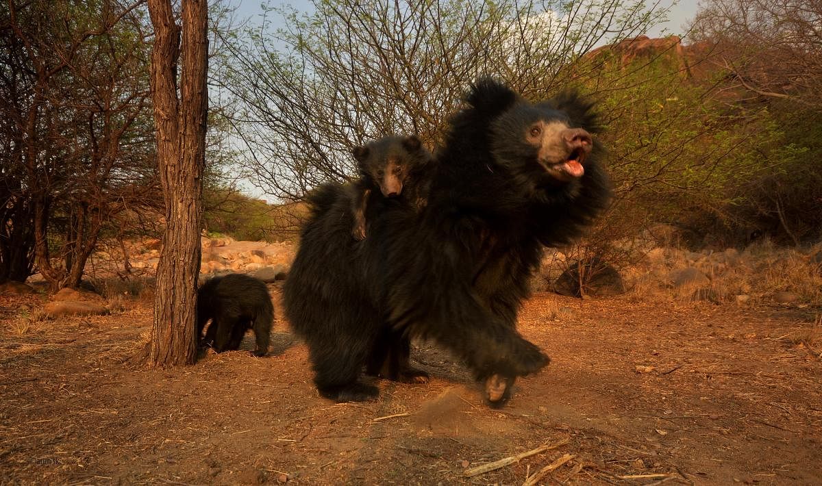 Gudekote Sloth Bear Sanctuary - Photos by Arun S K