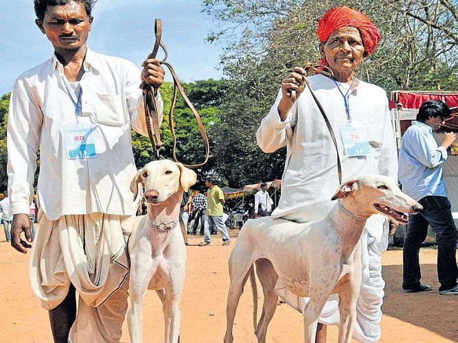 Mudhol hounds are a favourite at dog shows across the country. DH FILE PHOTO  
