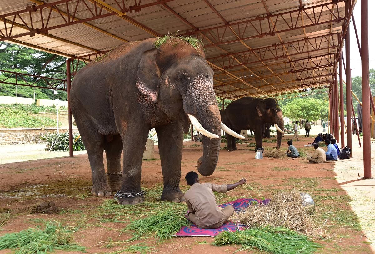 Dasara elephant being fed with special diet food, at Mysuru Palace premises, in Mysuru. DH FILE PHOTO