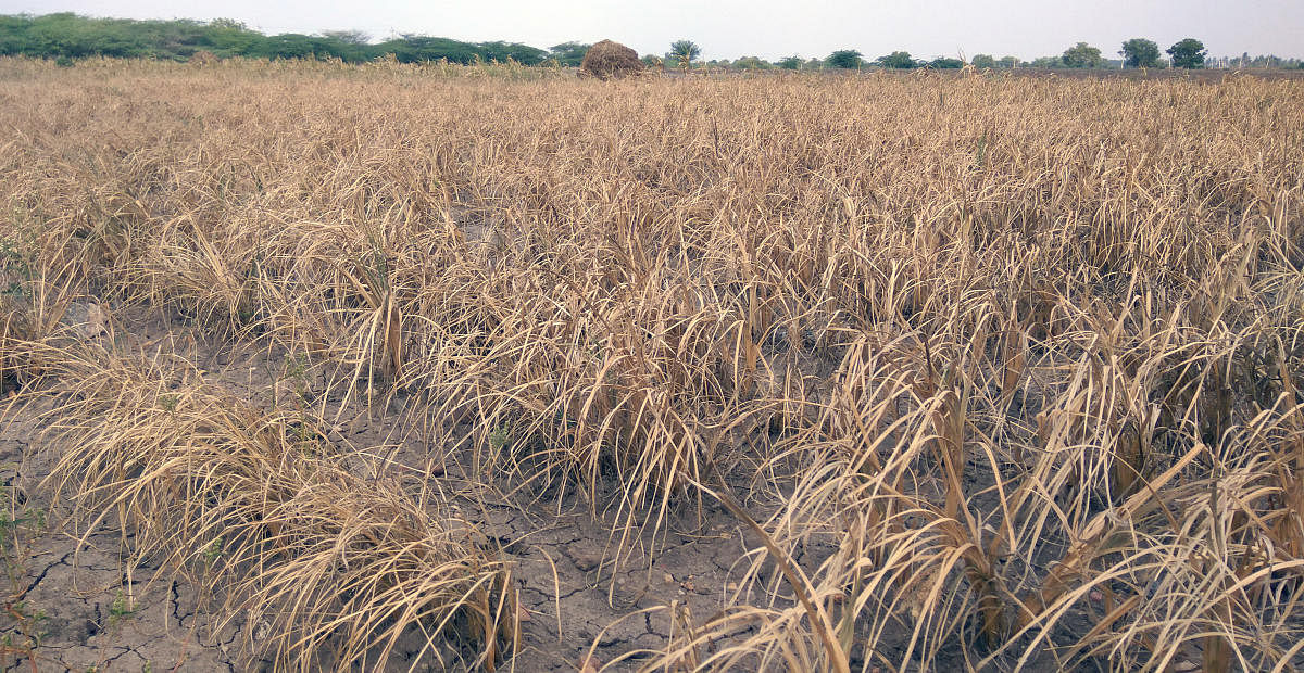 Dry spell: The government has already notified 100 taluks across 24 districts as drought-hit this Kharif season. DH File Photo