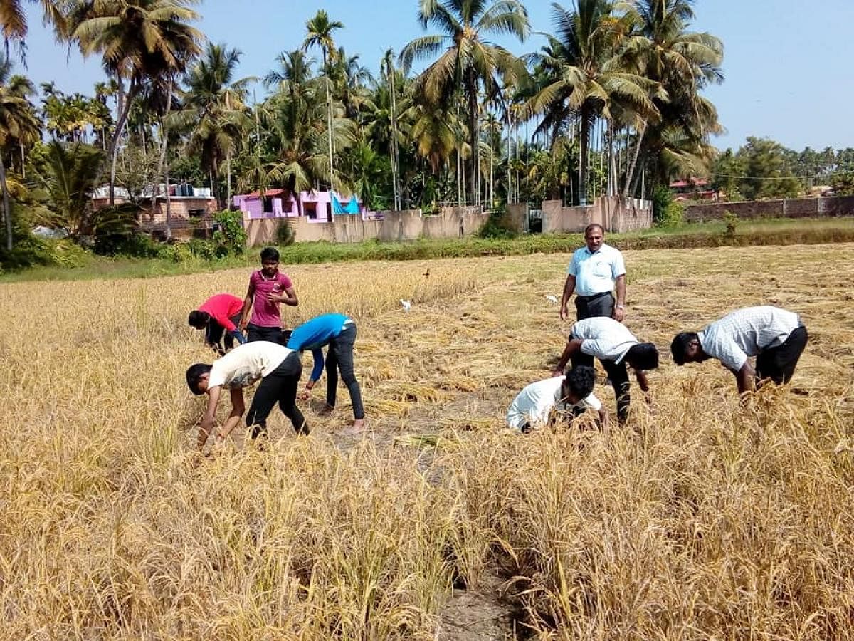 Students of Kittel Memorial PU College in Gorigudda harvesting paddy at Baarde near Ambika Road on the outskirts of Mangaluru.