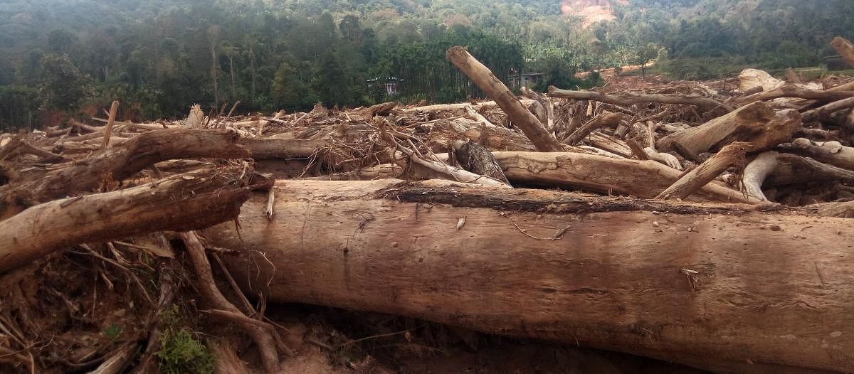 Trees that were uprooted on the farmers land in Kodagu district.