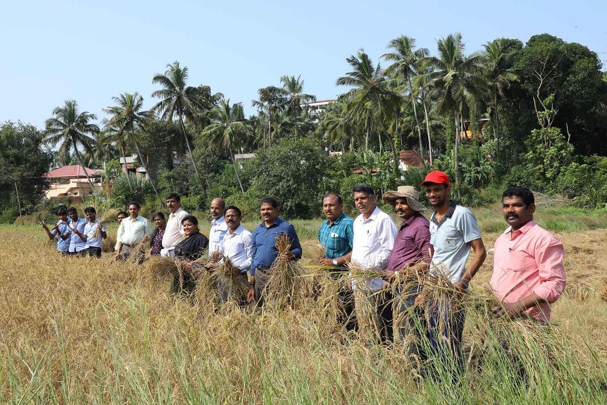DK PU College Principals Association members and lecturers take up paddy harvesting at Baarde in Ambika Road on the outskirts of Mangaluru on Tuesday.