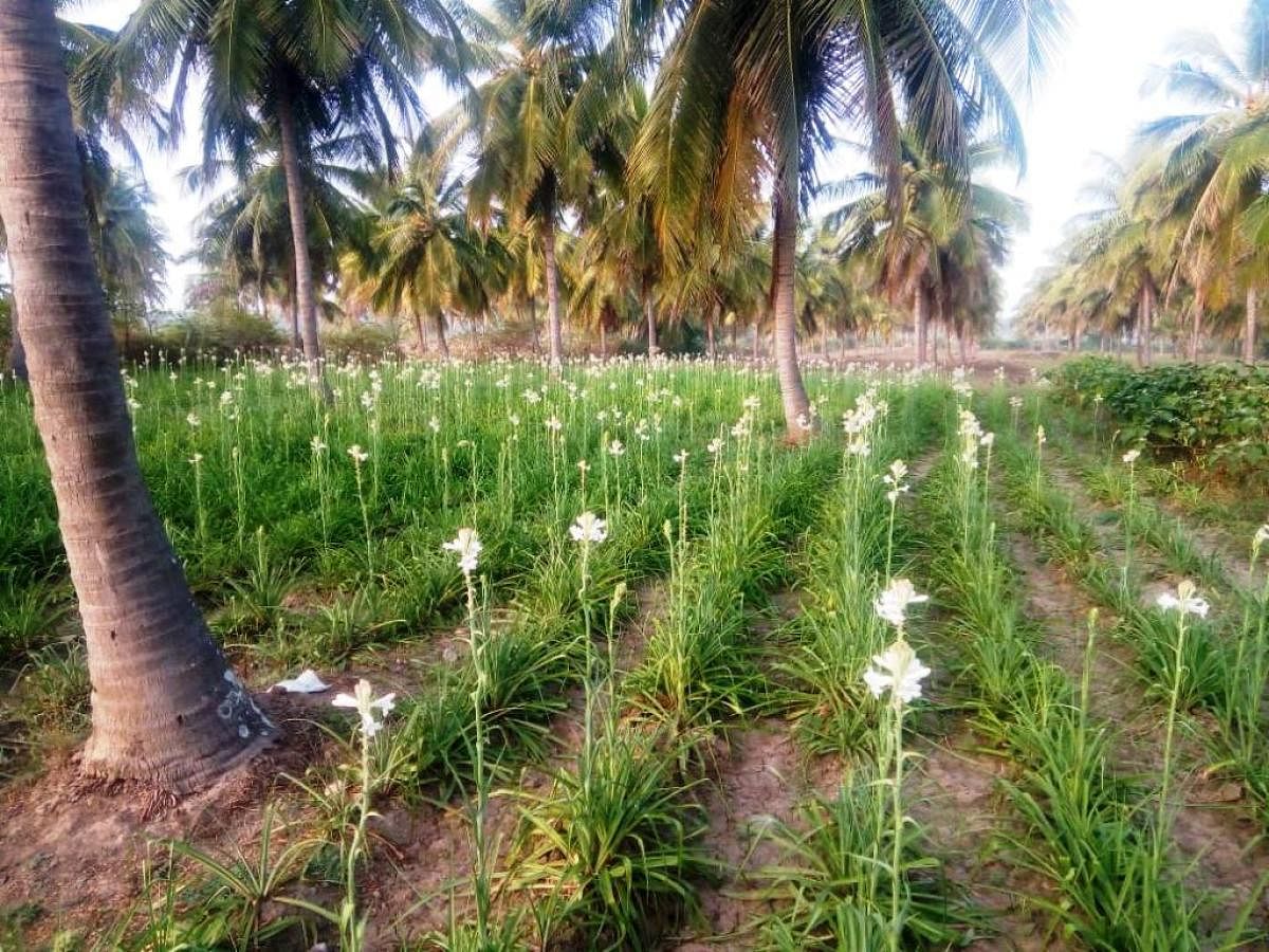 Sugandharaja flowers cultivated amid coconut groves at Kallapura in Ajjampura.