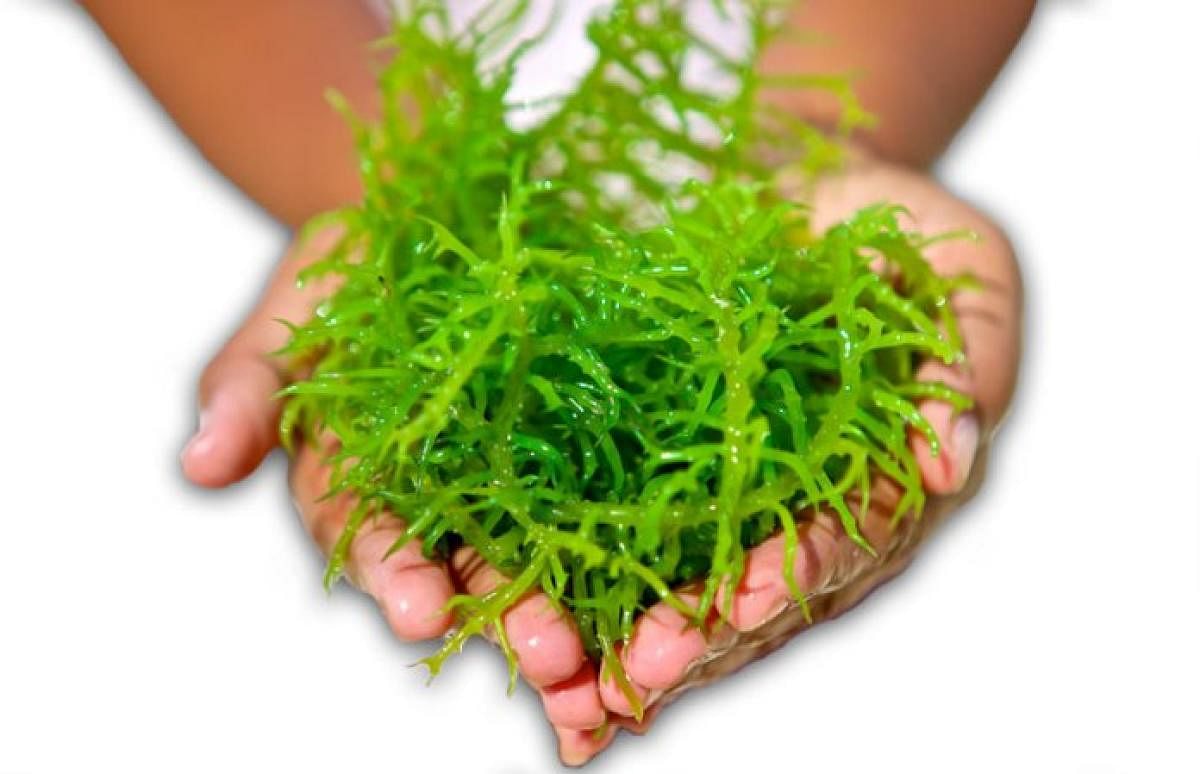 Seaweed has anti-ageing properties