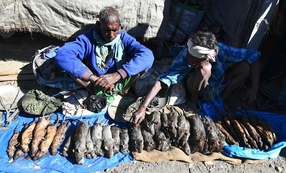 In this file photo taken on December 23, 2018 Indian tea-tribe vendors sell cooked and uncooked rats at a weekly market in Kumarikata village along the Indo-Bhutan border, some 90km from Guwahati. (AFP Photo)