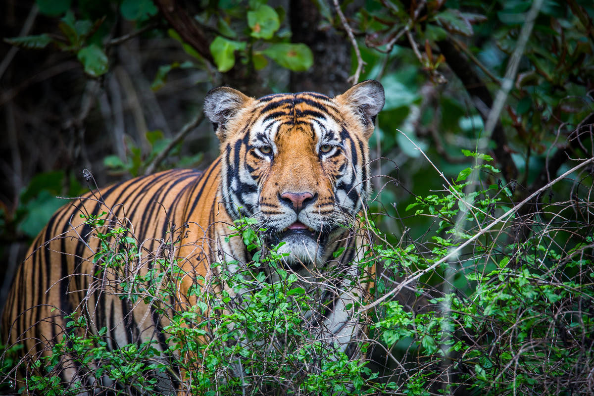 Poaching rhinos is a serious issue in Kaziranga National Park but the killing of a Royal Bengal Tiger came as a shock for the forest personnel and conservationists. (Pic for representation only) 