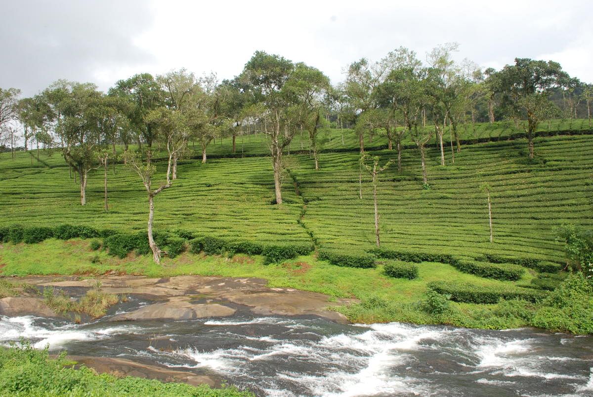 A perennial stream in a tea plantation of Valparai