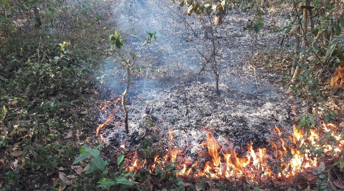 Forest fire at Balooru reserve forest limits at Charmadi Ghat in Mudigere taluk.
