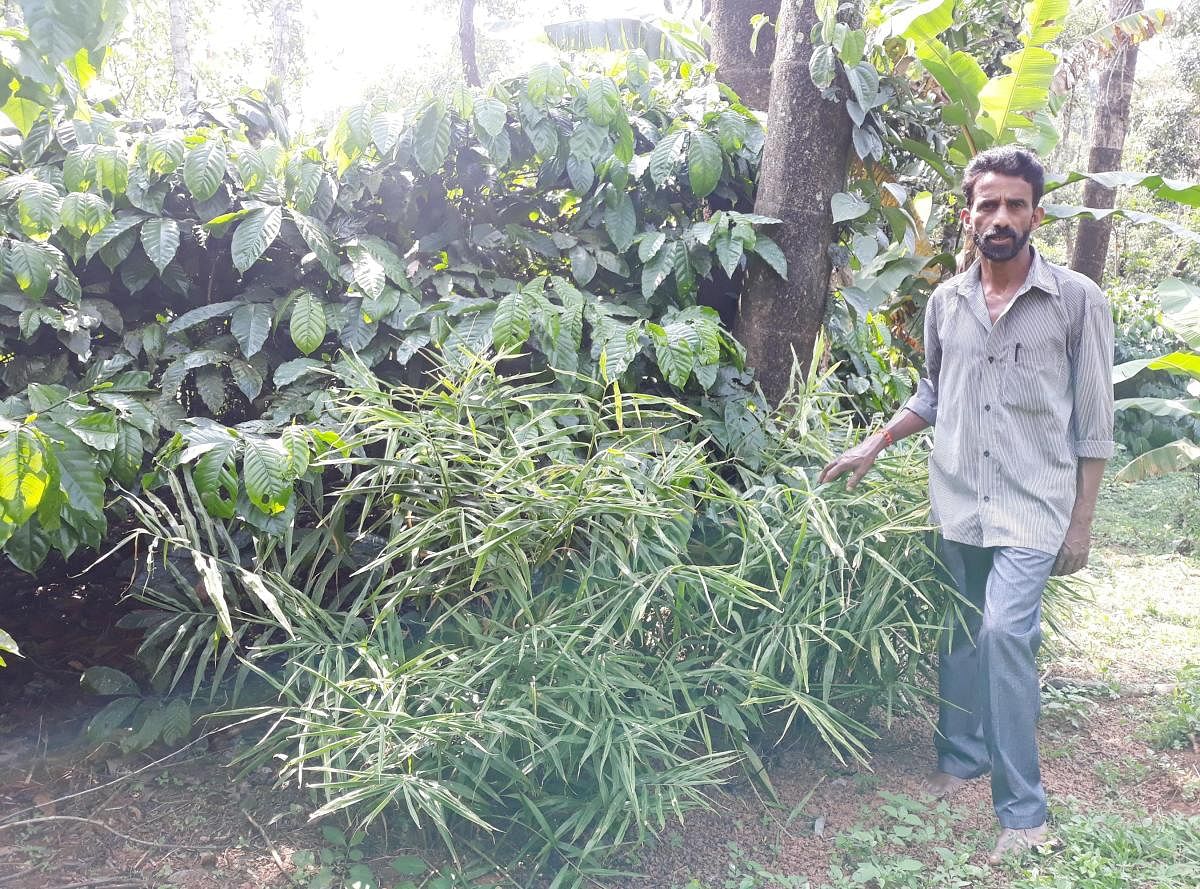 Farmer Suresh Gowda cultivated ginger amid coffee plants.