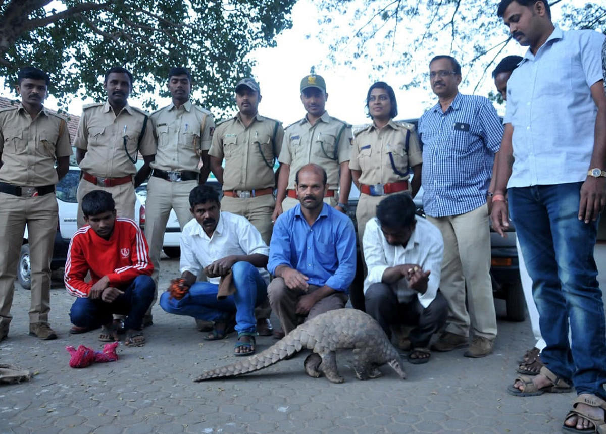 The accused (seated) along with the pangolin. Regional Forest Officer Shilpa and other officials are seen (standing).