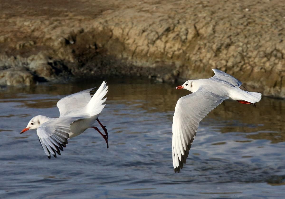 Nine water bodies, where the water birds flock in considerably large numbers, have been earmarked for the census, divsional forest officer (DFO), Bundi, Phralad Rai Badgurjar said. (AFP file photo for representation)