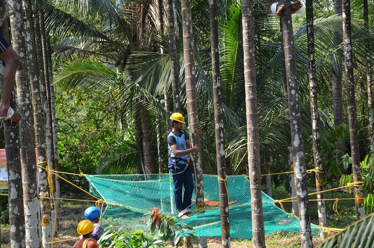 Youth undergo training in arecanut tree climbing at CPCRI in Vittal.