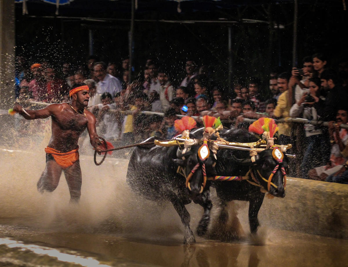 A view of a Kambala race.