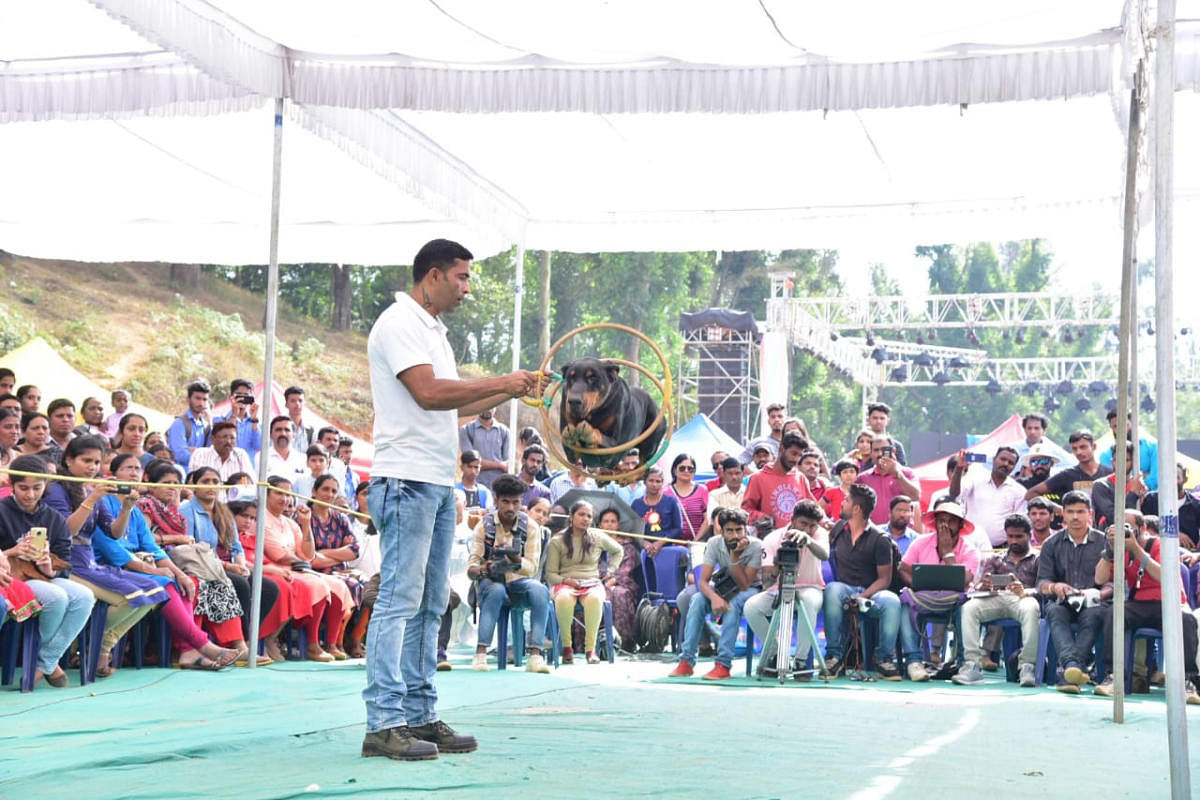 A dog belonging to police dog squad jumps through rings at the dog show in Gandhi Maidan in Madikeri.