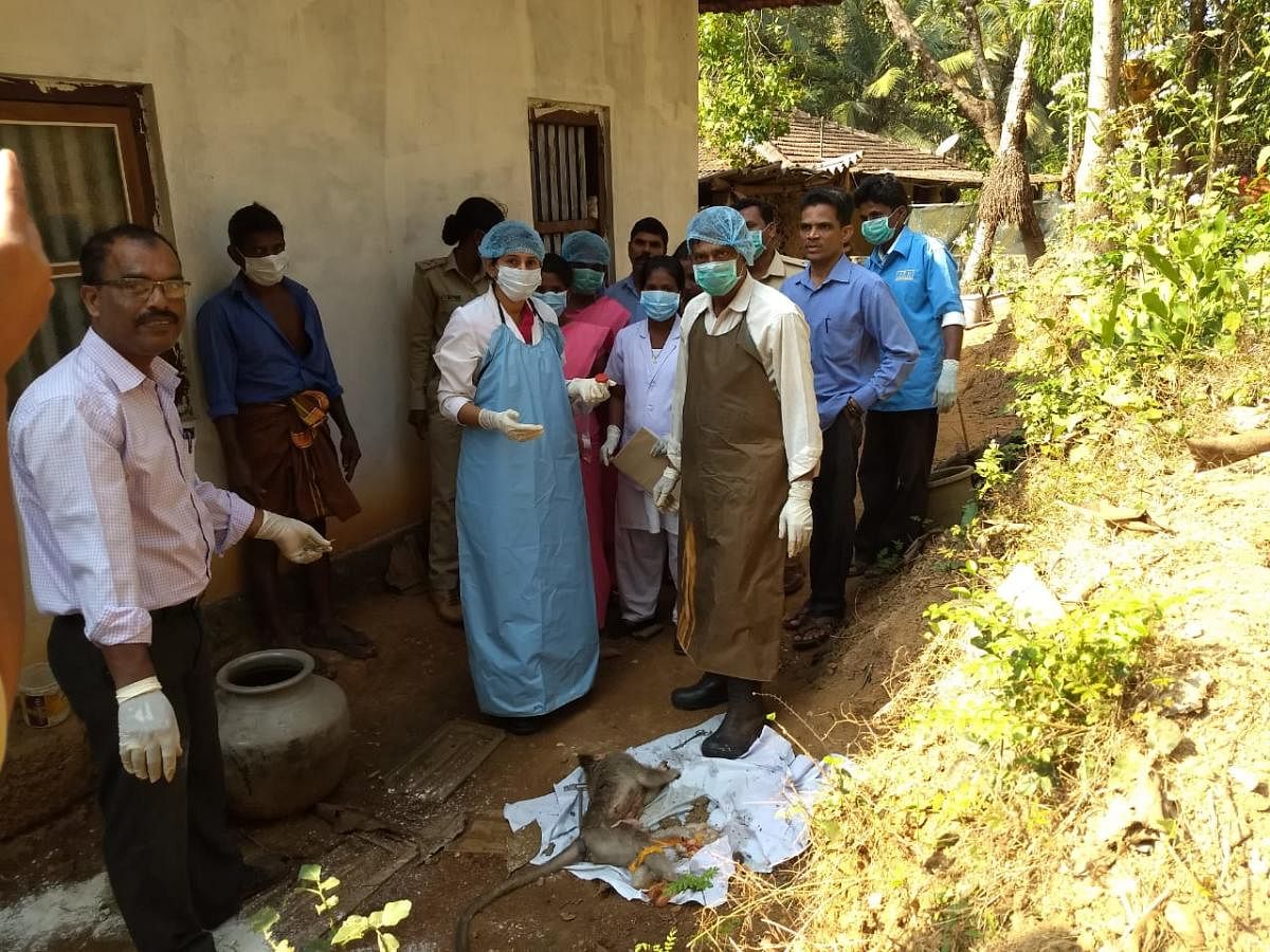 Health officials collecting the viscera of the dead monkey in Kandlur Marase Kandlur gram panchayat limits in Kundapur taluk on Saturday.