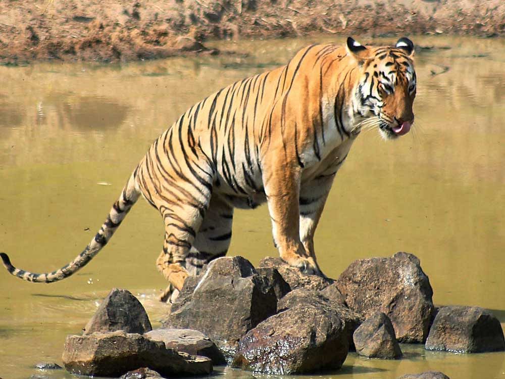 Karnataka is all set to get its sixth tiger reserve, with the State Wildlife Board deciding to propose to the Centre to notify Malai Mahadeshwara Hills Wildlife Sanctuary (MM Hills) distinguished tag. PTI file photo