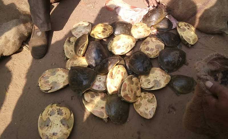 According to CID officials 689 soft shell river turtles were seized from the four accused. Photo Credit: West Bengal CID