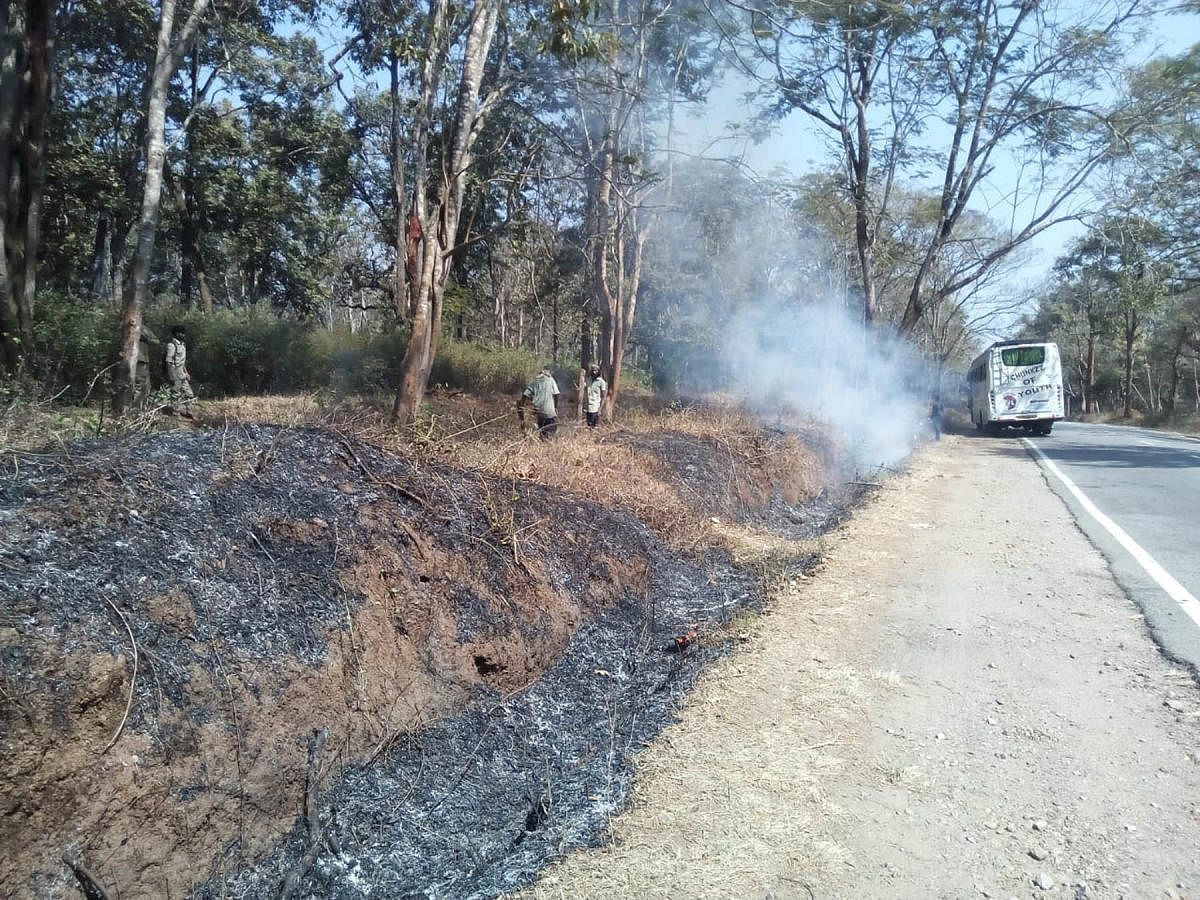 The forest officials clear the weeds beside the road, at Anechowkooru near Gonikoppa.