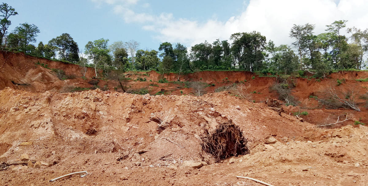 A coffee plantation near Hattihole in Somwarpet taluk is buried under the debris, following landslides.