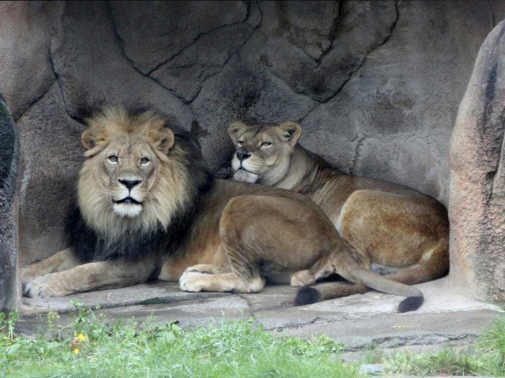 A man in his mid-twenties was mauled by lions inside the Chhatbir Zoo in Punjab’s Zirakhpur, some 22-km from capital city Chandigarh.  PTI file photo for representation only
