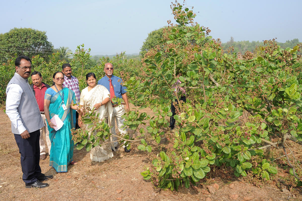 Kerala Minister for Fisheries, Harbour Engineering and Cashew Industry J Mercykutty Amma, CPCRI Kasargod In-charge Director Dr Anitha Karun and others at the cashew orchards of ICAR-Directorate of Cashew Research, Puttur, on Tuesday.