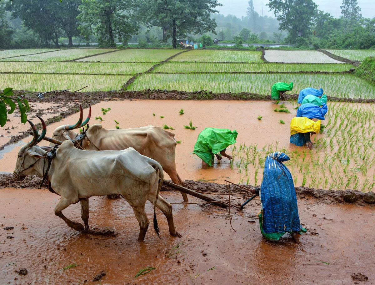 The agricultural credit flow has increased consistently over the years, exceeding the target set for each fiscal. For instance, credit worth Rs 11.68 lakh crore was given to farmers in 2017-18, much higher than the Rs 10 lakh crore target set for that year, they added. (PTI File Photo)