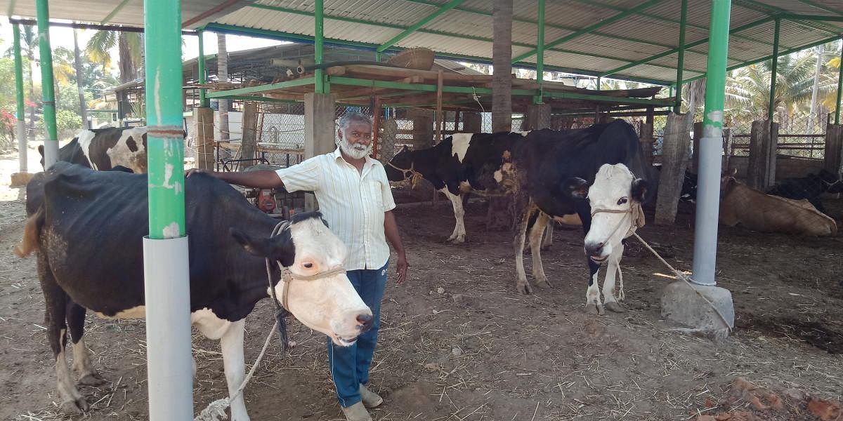 Dairy farmer Keshavamurthy, from Hanumanahalli in Kadur, with his cattle.