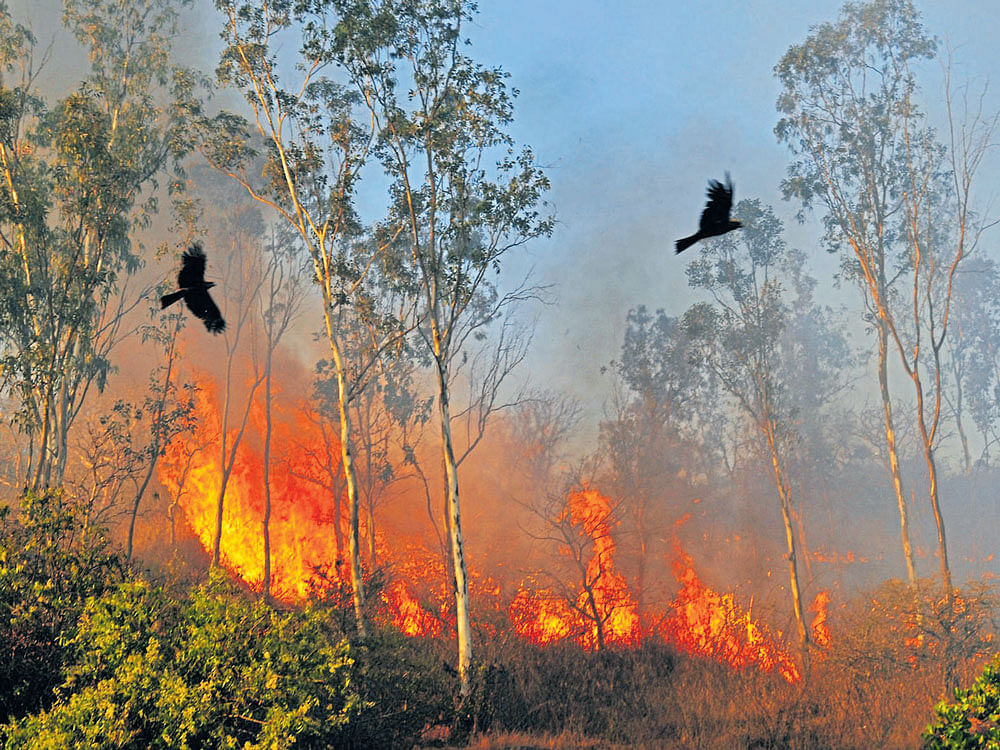 Karnataka tops the list with 77 forest fires. Maharashtra follows with 34 cases. Then in line are Arunachal Pradesh (27), Nagaland (24) and Andhra Pradesh (14). (DH File Photo)
